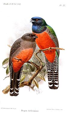 TrogonBolivianusKeulemans