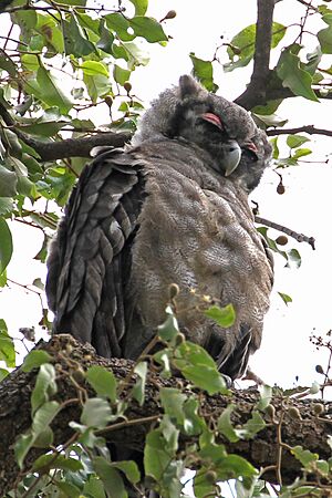 Verreauxs Eagle Owl, Gambia (11196454853)