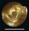 Vertigo ultimathule shell 3