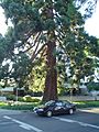 Waldo Park redwood tree near car Salem Oregon