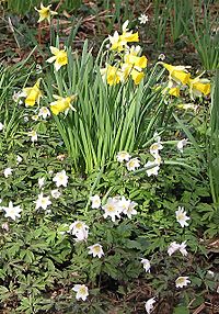 Wild daffodils and wood anemones - geograph.org.uk - 730737.jpg