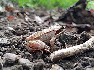 Wood Frog from White Clay Creek, Delaware