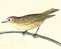 Zosterops conspicillatus 1832.jpg