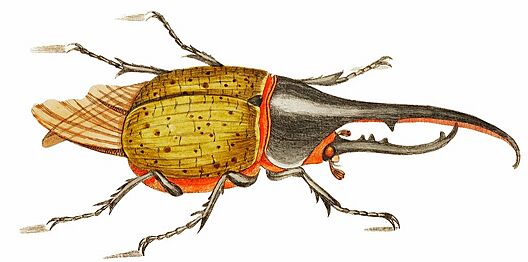 " Hercules beetle illustration from The Naturalist's Miscellany (1789-1813) by George Shaw (1751-1813). "