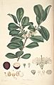 16 Psidium cattleianum - John Lindley - Collectanea botanica (1821)