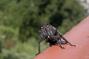 20180830-APHIS-LSC-0331 (44430463562)