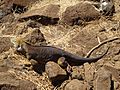 A Galapagos Land Iguana on the North Seymour Island in the Galapagos photo by Alvaro Sevilla Design
