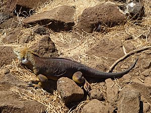 A Galapagos Land Iguana on the North Seymour Island in the Galapagos photo by Alvaro Sevilla Design