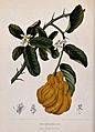 A species of citrus fruit (Citrus sarcodactylis Hort. Bog.); Wellcome V0042687