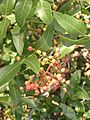 Ab plant 133