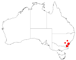 "Acacia aureocrinita" occurrence data from Australasian Virtual Herbarium