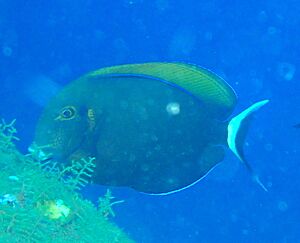 Acanthurus bariene.jpg