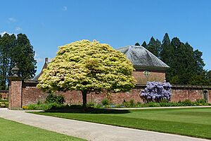 Acer brilliantissimum and wisteria, Tredegar House gardens, Newport - geograph.org.uk - 5777264