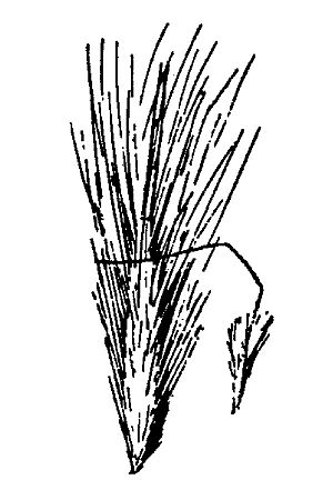 Achnatherum pinetorum HC-1950.jpg