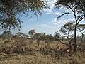 Aepyceros melampus Impala in Tanzania 3490 Nevit