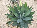 Agave murpheyi 01