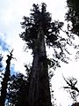 Alerce Tree in Alerce Andino National Park