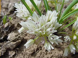 "Allium simillimum" in southwest Idaho