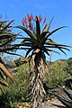 Aloe excelsa at Mount Coot-tha