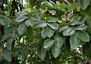 Amaltas (Cassia fistula) leaves in Hyderabad, AP W 289