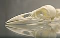American Crow (Corvus brachyrhynchos) skull at the Royal Veterinary College anatomy museum