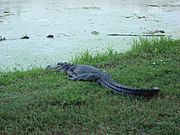 American alligator Elm Lake