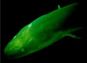 Amphiuma tridactylum biofluorescence - 41598 2020 59528 Fig2-bottom (cropped)