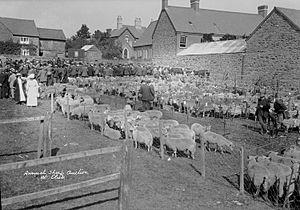 Annual sheep auction at Clun (3468631762)