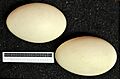 Anser erythropus MWNH 0962