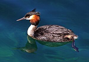 Australasian crested grebe. (Podiceps cristatus australis) (11763724125)