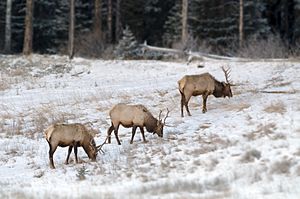 Banff - elks