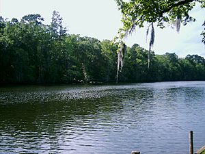 Caddo Lake- Channel
