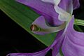 Calopogon oklahomensis Oklahoma Grasspink