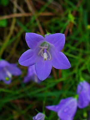 Campanula rotundifolia 002