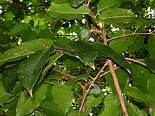 Canarium harveyi, leaves, fruits