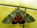 Catocala.nupta-Moth3-30.07.06