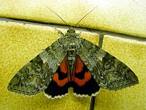 Catocala.nupta-Moth3-30.07.06