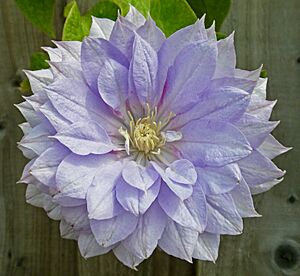 Clematis 'Belle de Woking' (28510298958)