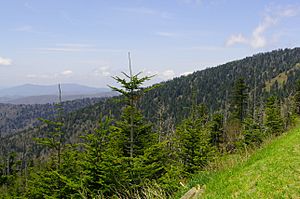 Clingmans-dome-spruce-fir-tn1
