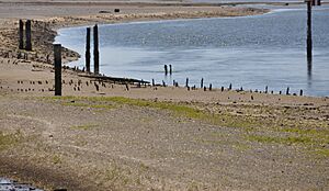 Coast Salish fishing weir stakes Comox BC Canada