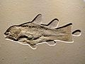 Coelacanth, Late Late Jurassic, Tithonian Age, Solnhofen Lithographic Limestone, Solnhofen, Bavaria, Germany - Houston Museum of Natural Science - DSC01858