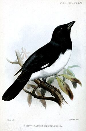 ConothraupisSpeculigeraSmit