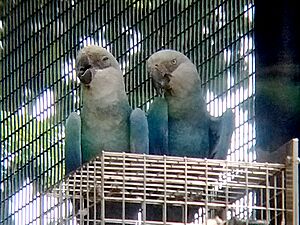 Cropped close-up of Spix's Macaw (Cyanopsitta spixii) at Jurong Bird Park in Singapore