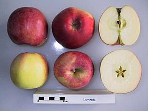 Cross section of Jonadel, National Fruit Collection (acc. 1963-112)