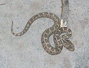 Crotalus ravus cropped2.jpg