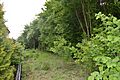 Cuckoo Wood 3