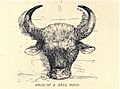 Douglas Hamilton, Head of bull bison
