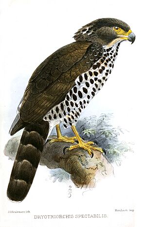 DryotriorchisSpectabilisKeulemans