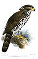 DryotriorchisSpectabilisKeulemans