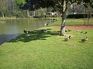 Ducks in Highland Park